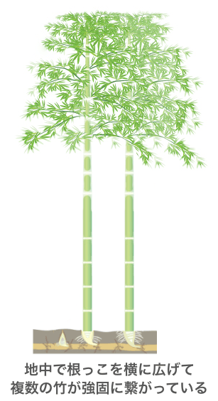 竹の根の特徴